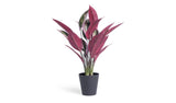 Habitat artificial Stromanthe plant 48cm, imported from the UK