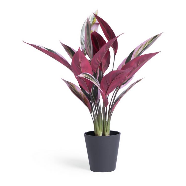 Habitat artificial Stromanthe plant 48cm, imported from the UK