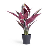 Habitat artificial Stromanthe plant 48cm, imported from the UK