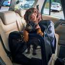 Streetwize deluxe collapsible pet car kennel black (British brand)