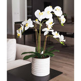 Costco UK CGH Artificial Orchid in Ribbed Ceramic Pot - White- Buy online at McGrocer