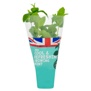 ASDA Growing Garden Mint Plant Kit
