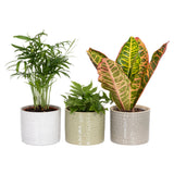 Habitat Mini Foliage In Ceramic (Plant & Pot Colour May Vary)