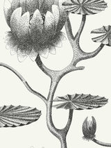 John Lewis Cole & Son Lily Wallpaper L10m x W52cm- Buy online at McGrocer