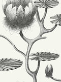 Cole & Son Lily wallpaper 10m x 52cm roll - British product