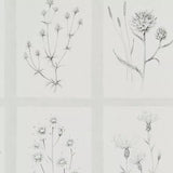 Sanderson Little Thistles wallpaper (British brand)