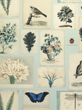 Designers Guild flora and fauna wallpaper 10m x 52cm, imported from the UK