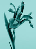 Tiffany & Co Intense eau de parfum 30ml, UK version