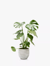 Monstera Deliciosa House Plant with Ceramic Pot, 40-45cm Height