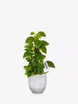 John Lewis Variegated Devil's Ivy House Plant with Moss Pole and Grey Ceramic Pot- Buy online at McGrocer