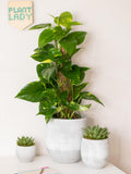 The Little Botanical variegated Devil's Ivy house plant with grey ceramic pot and moss pole (British brand)