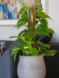 The Little Botanical variegated Devil's Ivy house plant with grey ceramic pot and moss pole (British brand)