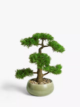 John Lewis John Lewis Artificial Bonsai Pine Tree Medium- Buy online at McGrocer
