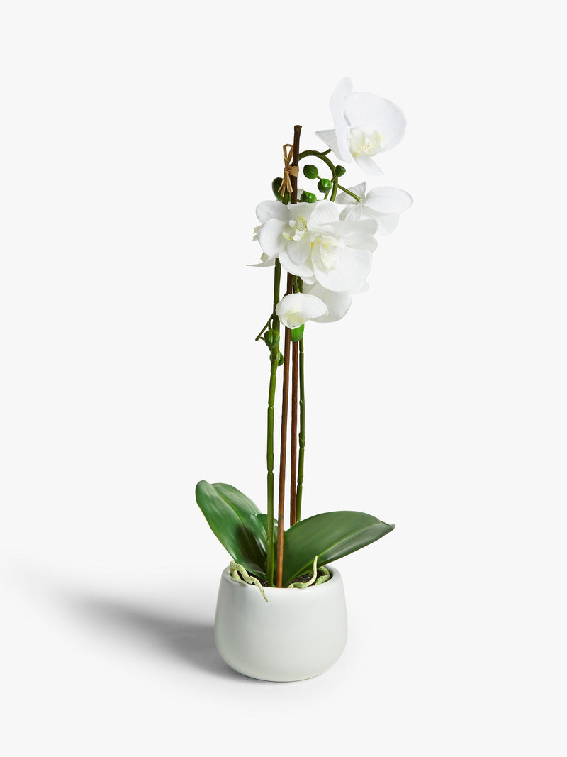 John Lewis large white artificial orchid, UK version