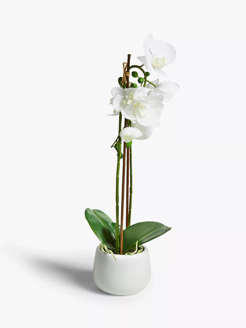 John Lewis large white artificial orchid, UK version
