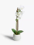 John Lewis large white artificial orchid, UK version
