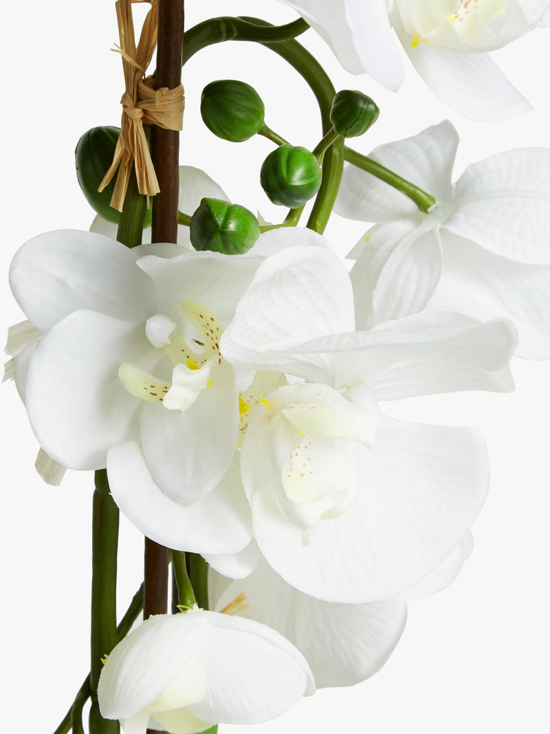 John Lewis large white artificial orchid, UK version