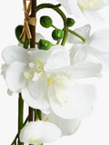 John Lewis large white artificial orchid, UK version