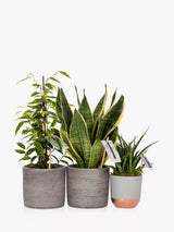 John Lewis Purifying Plant Bundle with Sansevieria and Ficus in Grey Ceramics- Buy online at McGrocer
