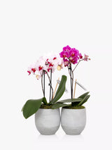 The Little Botanical Mini Orchid Duo Indoor Plant Gift