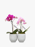 The Little Botanical mini orchid duo indoor plants (British brand)
