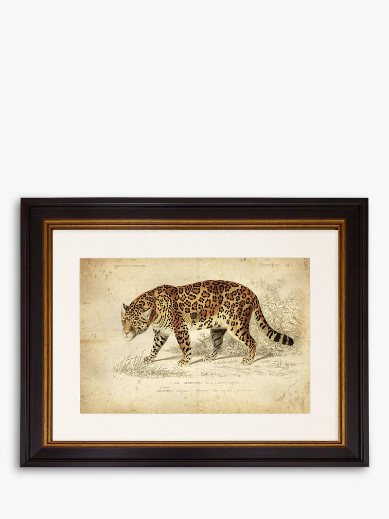 Brookpace Lascelles Jaguar framed print 46 x 55cm - British product