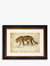John Lewis Brookpace Lascelles Jaguar Framed Print & Mount, Brown, 46 x 55cm- Buy online at McGrocer