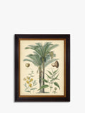 Brookpace Fruitful Palm I framed print 51 x 41cm - British product