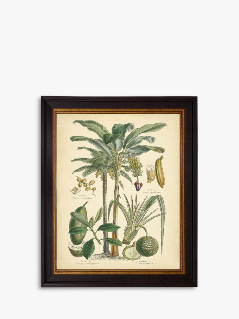Brookpace Lascelles Fruitful Palm II Green framed print 51x41cm - British product