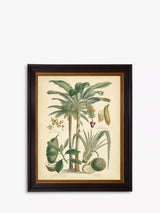 John Lewis Brookpace Lascelles Fruitful Palm II Green Framed Print 51 x 41cm- Buy online at McGrocer