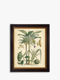 Brookpace Lascelles Fruitful Palm II Green framed print 51x41cm - British product