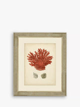 John Lewis Brookpace Lascelles Red Coral III Floral Framed Print 60 x 50cm- Buy online at McGrocer