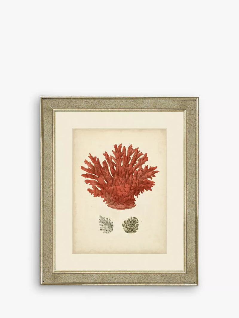 Brookpace Lascelles Red Coral III framed print 60x50cm - British product