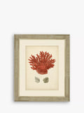 Brookpace Lascelles Red Coral III framed print 60x50cm - British product