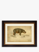 John Lewis Brookpace Lascelles Hippopotamus Framed Print and Mount, 46 x 55cm, Grey- Buy online at McGrocer