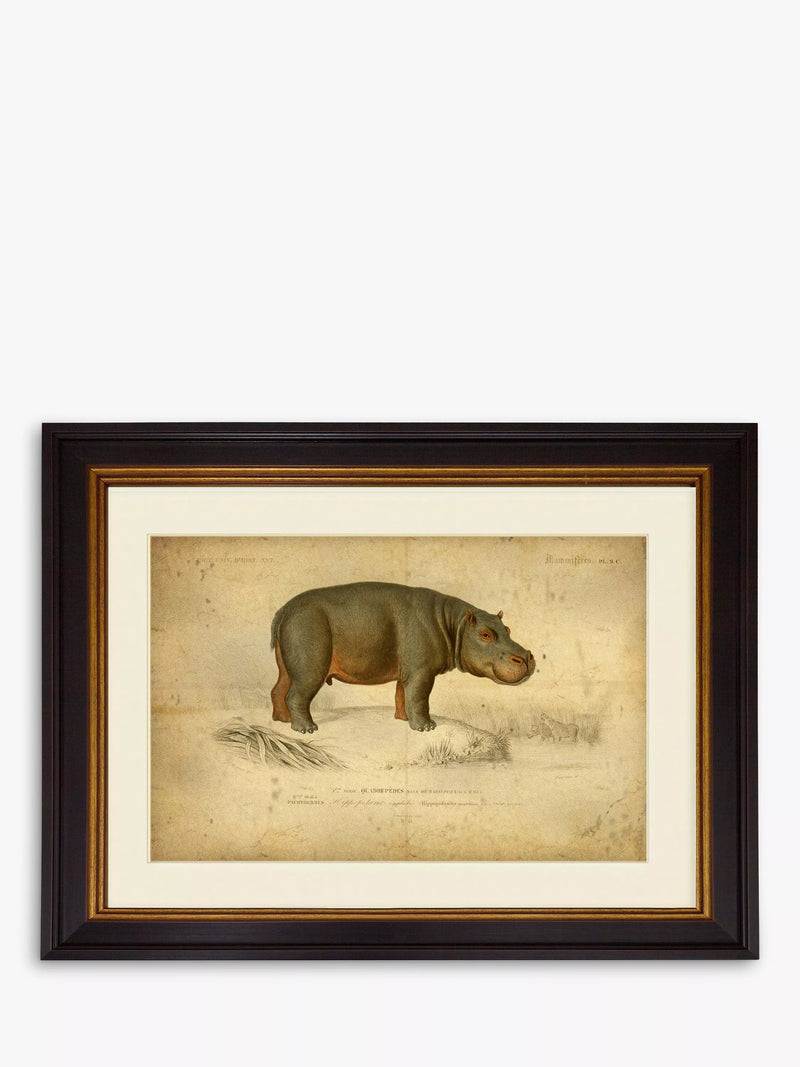 Brookpace Lascelles hippopotamus framed print 46x55cm - British product