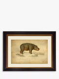 Brookpace Lascelles hippopotamus framed print 46x55cm - British product