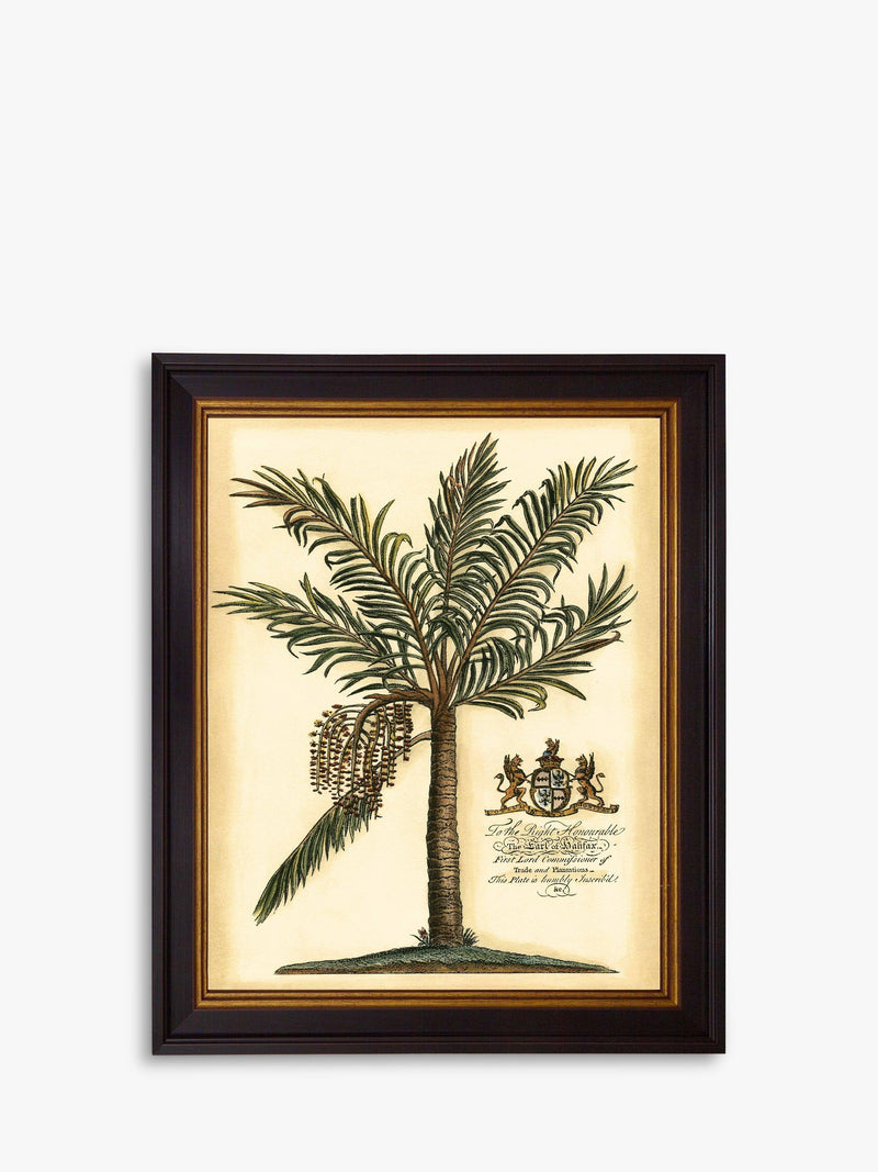 Brookpace Lascelles Fruitful Palm III framed print green 51x41cm - British product