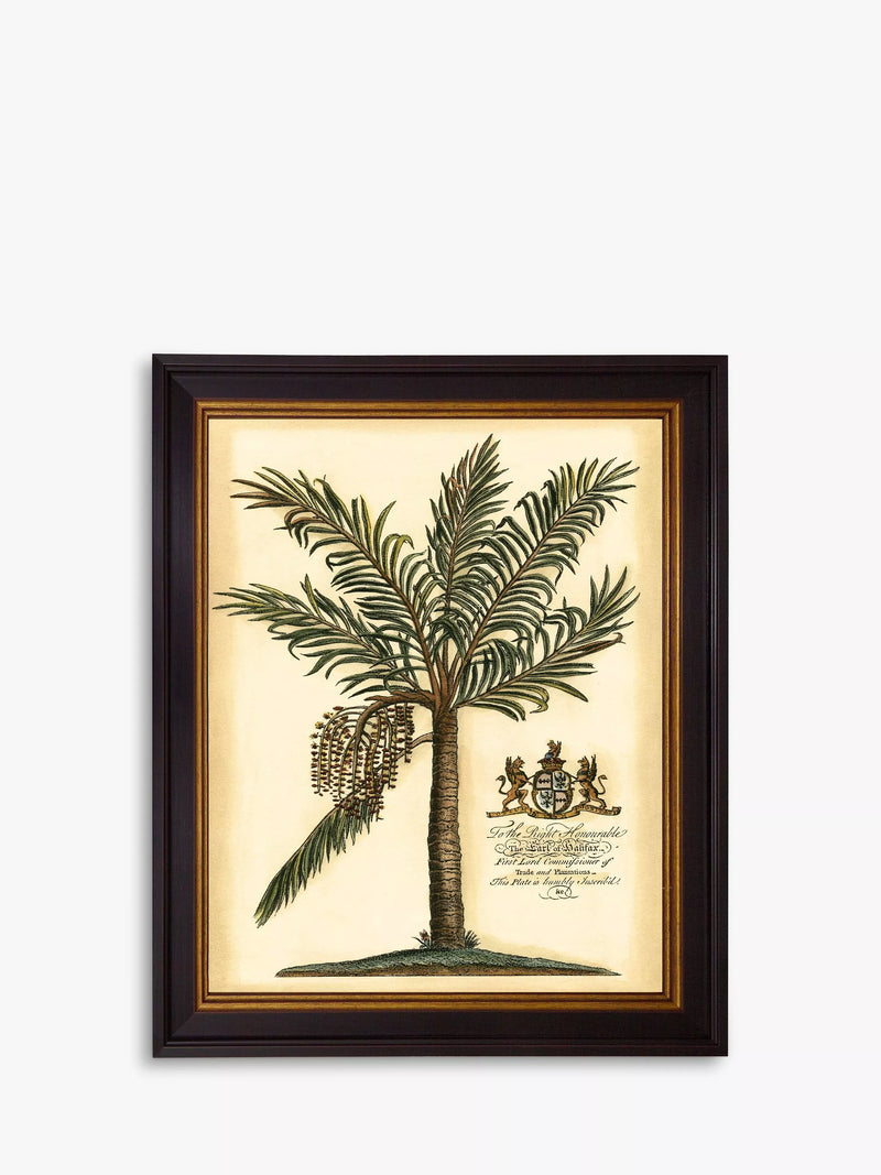 Brookpace Lascelles Fruitful Palm III framed print green 51x41cm - British product