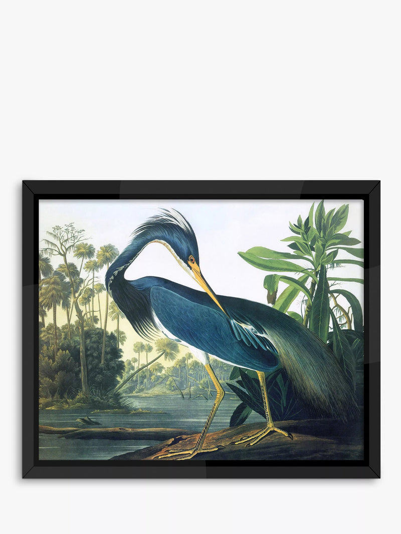 Brookpace Lascelles Audubon framed print 56x46cm, imported from the UK