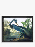 Brookpace Lascelles Audubon framed print 56x46cm, imported from the UK