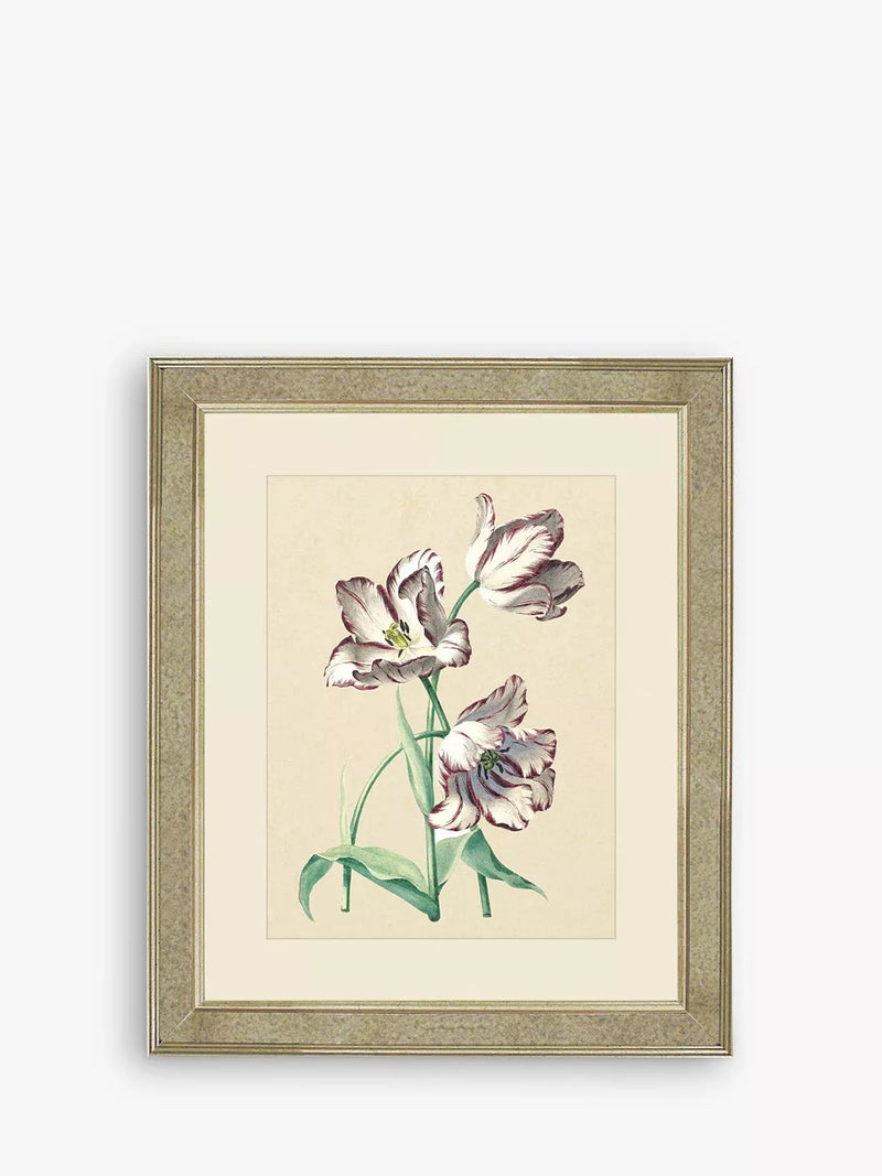 Brookpace Lascelles tulips framed print 60x50cm - British product