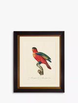 John Lewis Brookpace Lascelles Tropical Bird IV Framed Print & Mount, 60 x 50cm, Red- Buy online at McGrocer