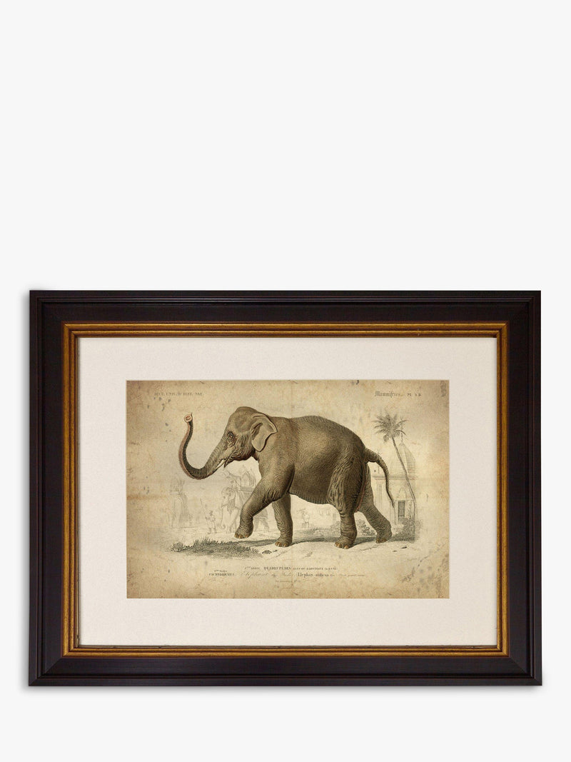 Brookpace Lascelles Elephant framed print grey 46 x 55cm - British product