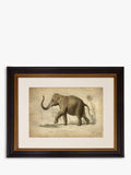 Brookpace Lascelles Elephant framed print grey 46 x 55cm - British product