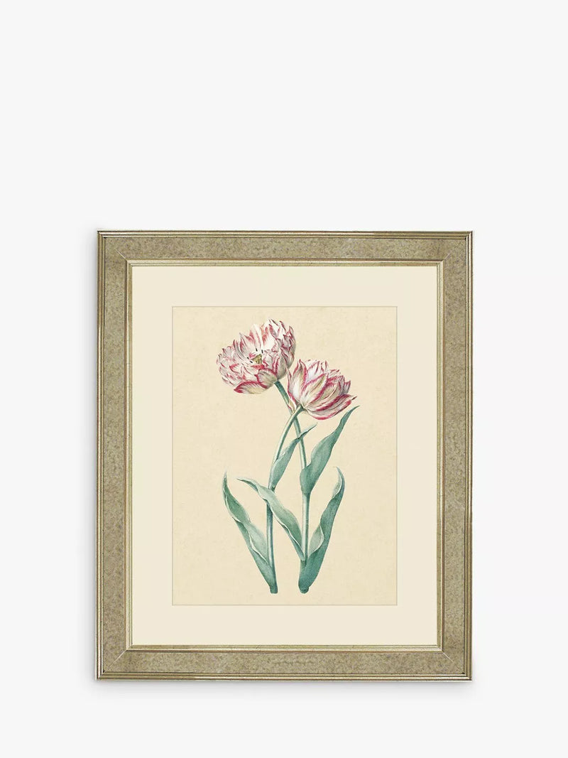 Brookpace Lascelles framed print Tulips I 60x50cm, UK version