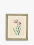Brookpace Lascelles framed print Tulips I 60x50cm, UK version