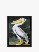 John Lewis Brookpace Lascelles John James Audubon Pelican Framed Print, 86 x 66cm, White- Buy online at McGrocer
