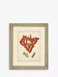 Brookpace Red Coral II framed print 60 x 50cm - British product