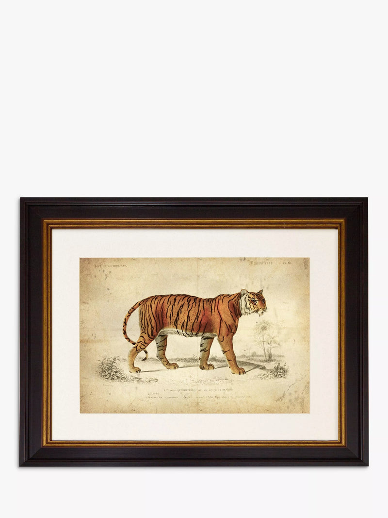 Brookpace Lascelles tiger framed print 46 x 55cm, UK version